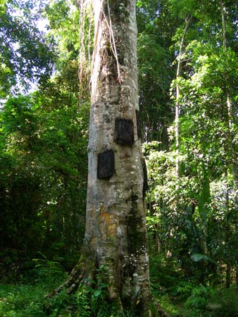 Burial Trees for Babies in near Sangalla