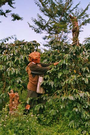 Coffee Field picker