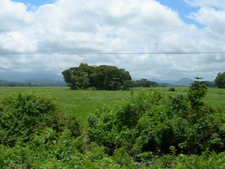 Emerald Green Sengkang