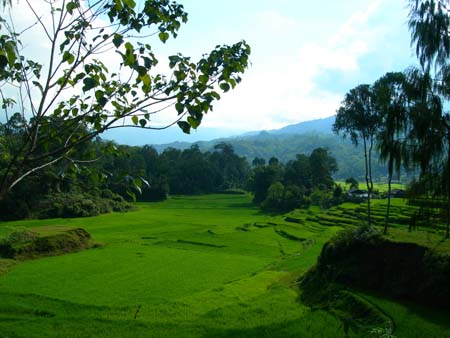 Emerald Green Torajaland