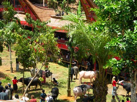 Funural area Torajaland