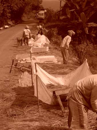 Locals working with rice