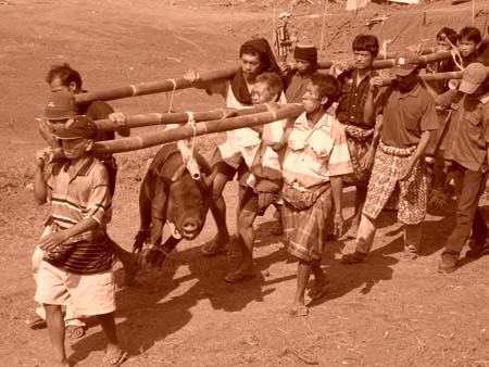 Pigs for the Funural ceremonies in Torajaland