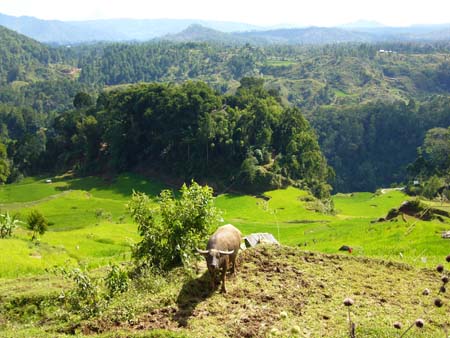 Toraja Buffallo