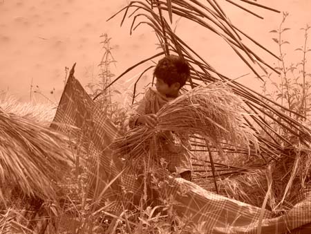 Toraja boy working at ricefield